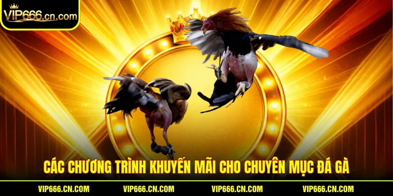 Các chương trình khuyến mãi cho chuyên mục Đá gà