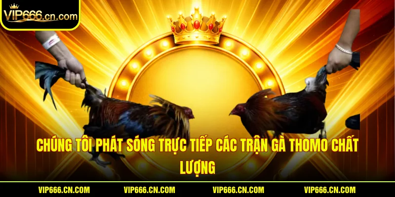 Chúng tôi phát sóng trực tiếp các trận gà Thomo chất lượng