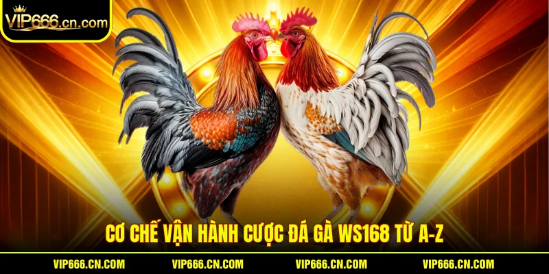 Cơ chế vận hành cược Đá gà WS168 từ A-Z