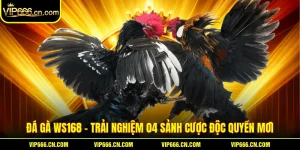 Đá Gà WS168