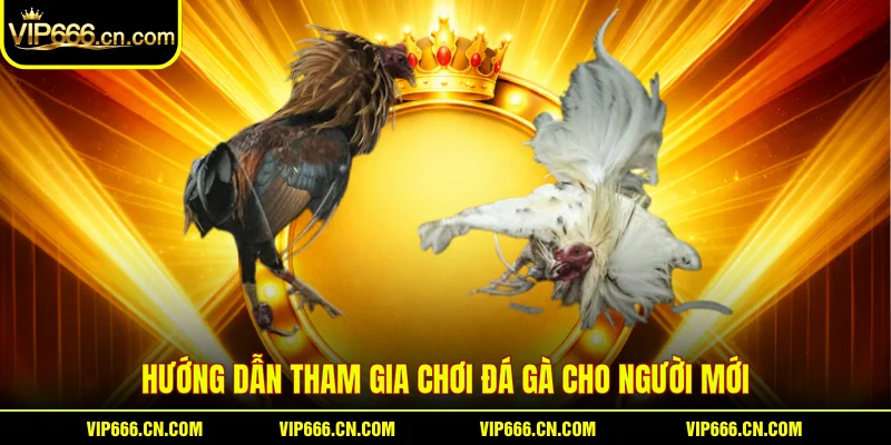Hướng dẫn tham gia chơi Đá gà cho người mới