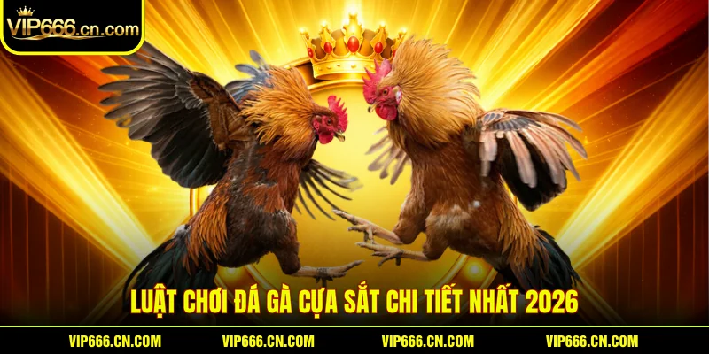 Luật chơi Đá gà cựa sắt chi tiết nhất 2026