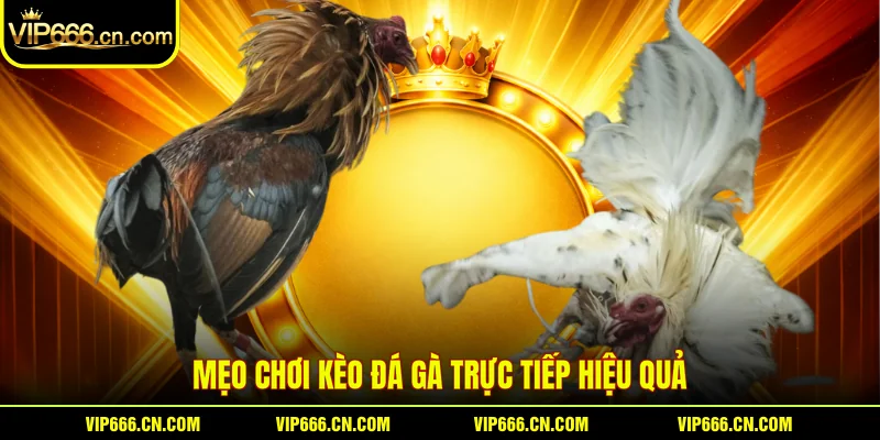 Mẹo chơi Kèo đá gà trực tiếp hiệu quả