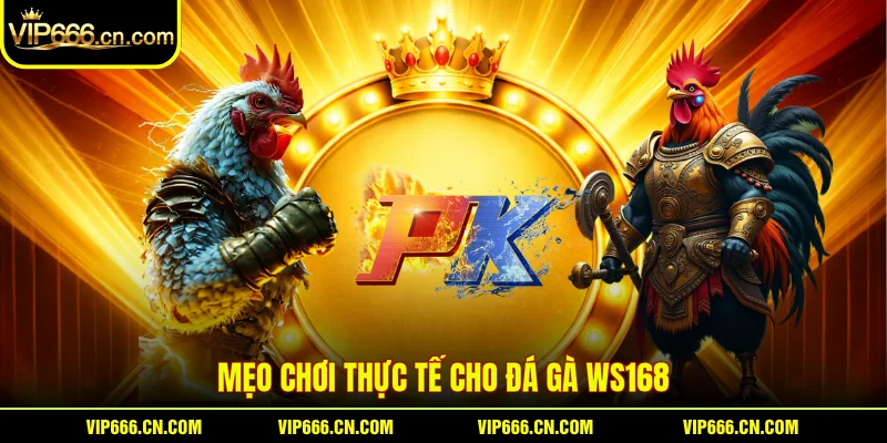 Mẹo chơi thực tế cho Đá gà WS168