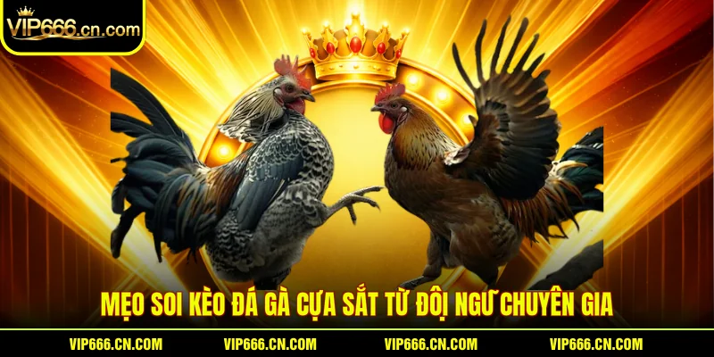 Mẹo soi kèo Đá gà cựa sắt từ đội ngũ chuyên gia