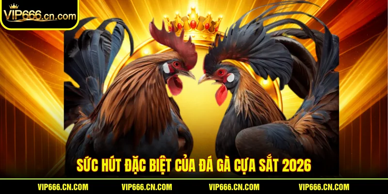 Sức hút đặc biệt của Đá gà cựa sắt 2026